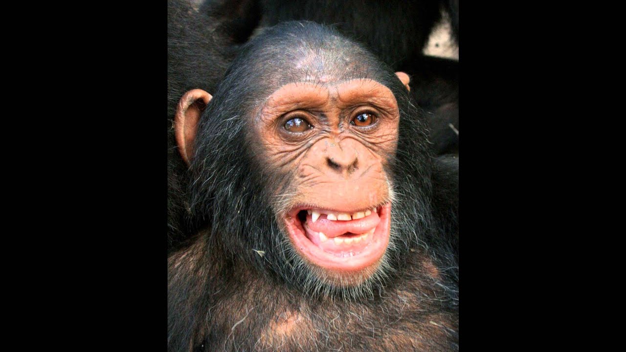 Historia de Kauka, chimpancé huérfano rescatado en Congo