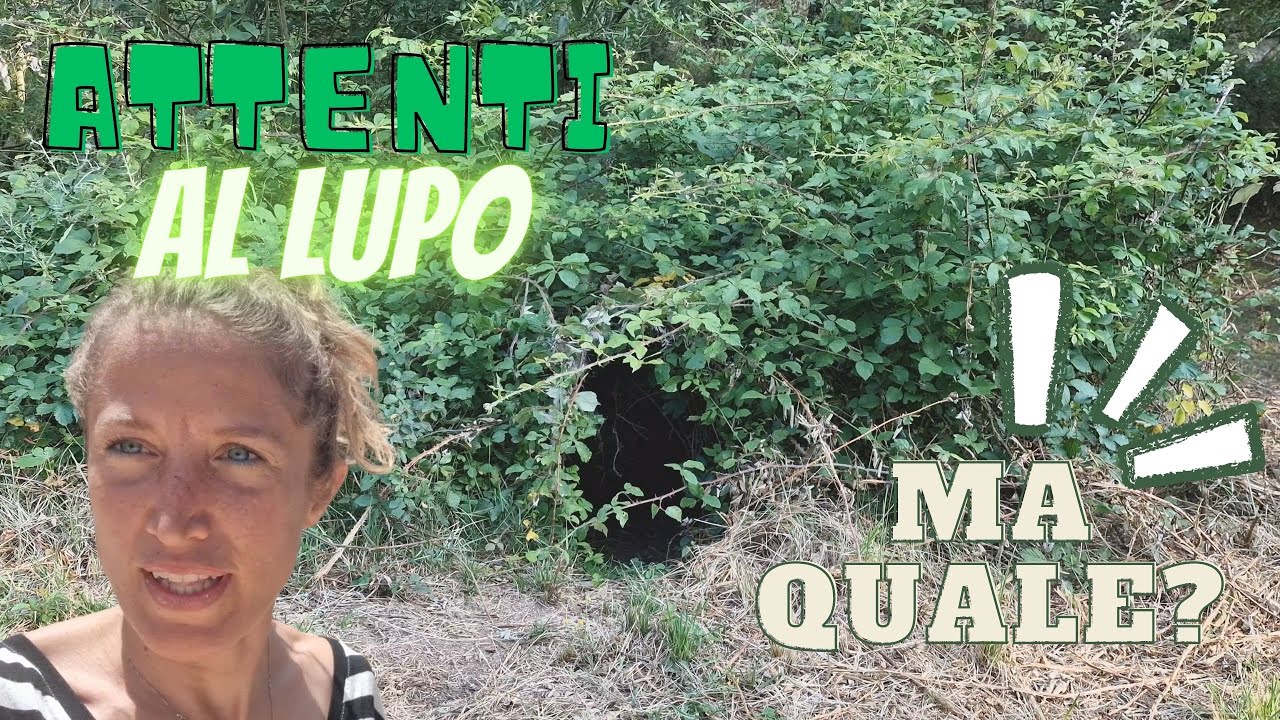 GITE INASPETTATE, ospiti in casa Furgonello! - Vivere in van in Portugallo