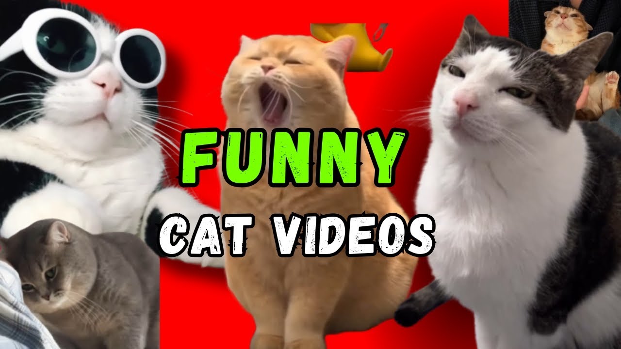 Cute and funny cat videos 🤣😹💕