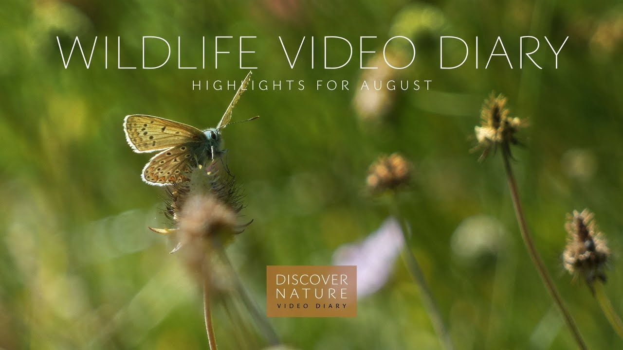 Wildlife video diary – highlights for August