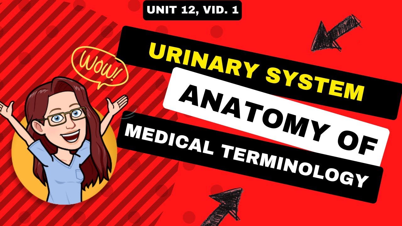 Active Learning 🚰 Dive into the Urinary System: Anatomy, Word Parts, and More! 🌟 Unit 12
