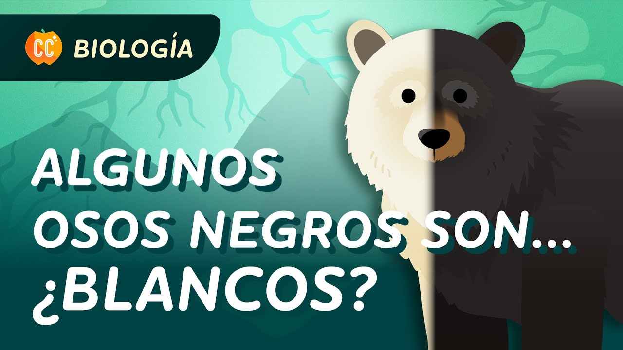 Microevolución: ¿Por qué algunos osos son blancos?: Crash Course Biología #12