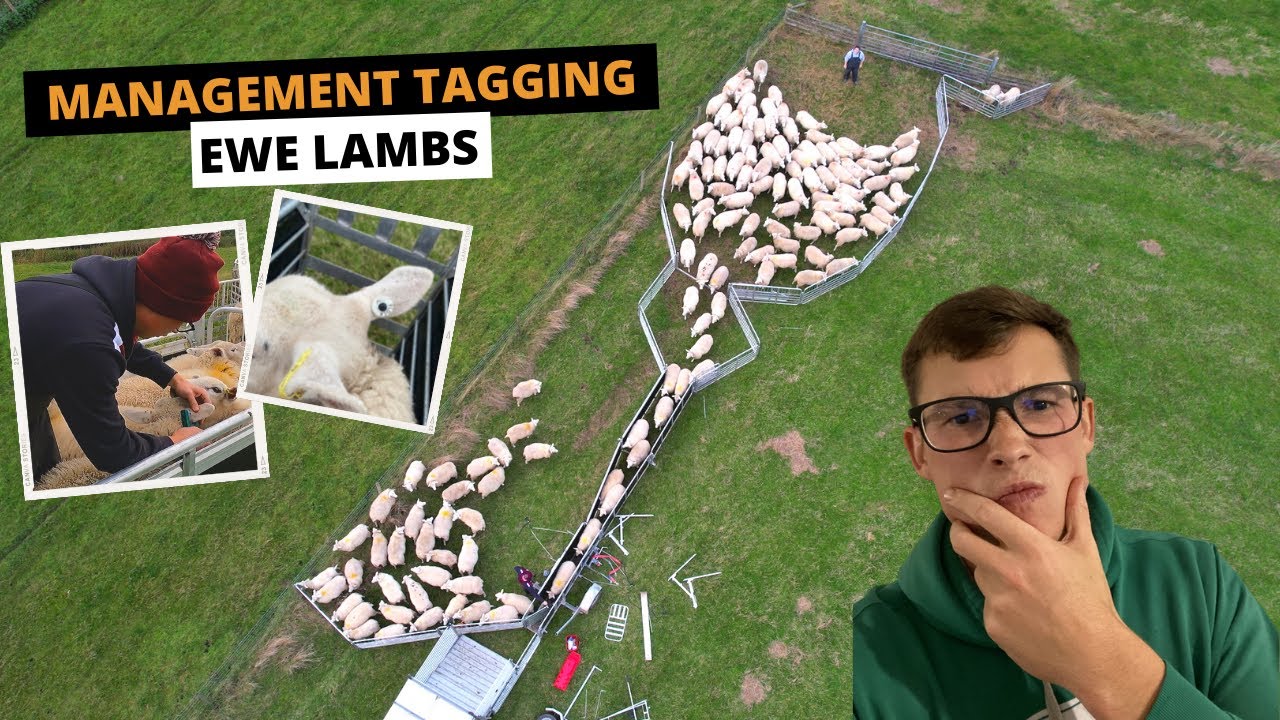 MANAGEMENT TAGGING EWE LAMBS, BUT WHY?