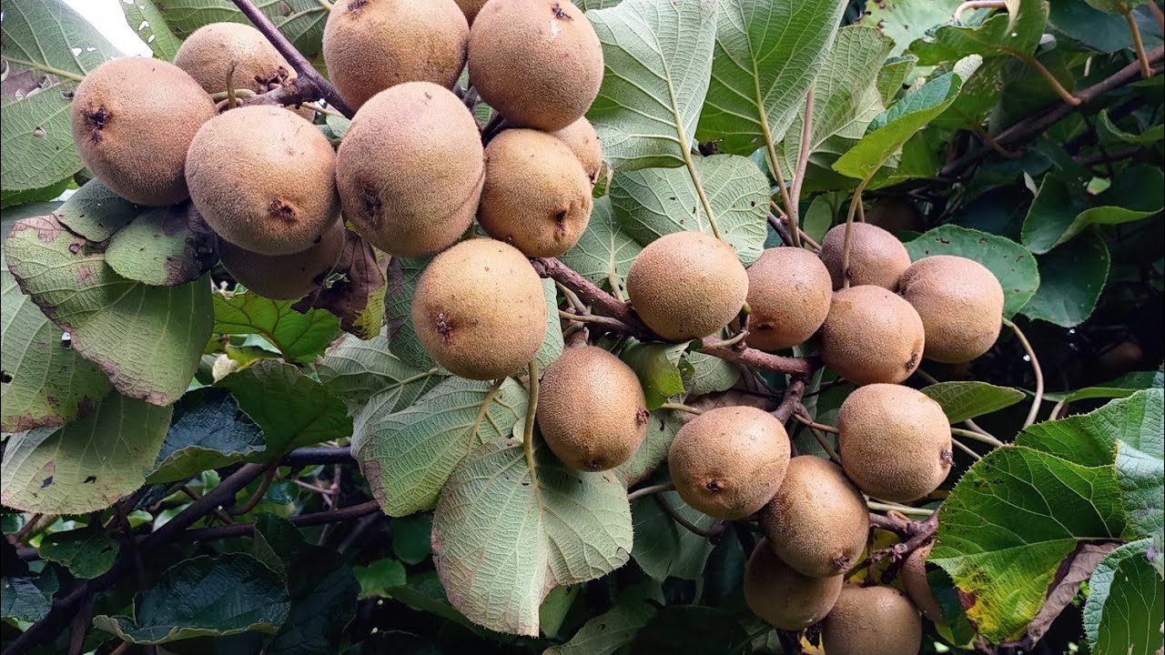 mudas ALPORQUIA em galhos de KIWI clones em  plantação com mais de 15 anos.