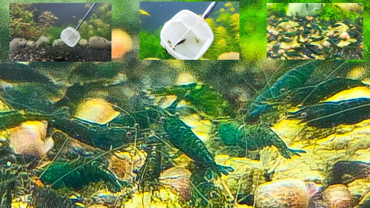 How to Breed High Grade Green Jade Shrimp