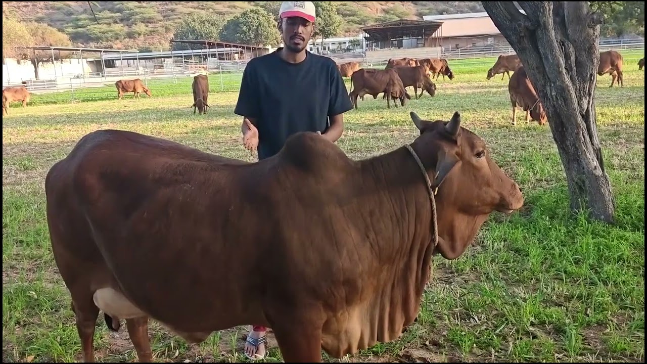 JUDGING A PURE SAHIWAL BREED