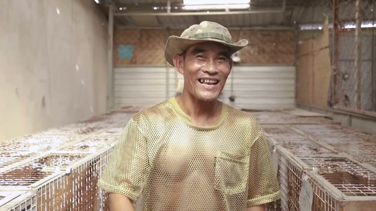 chia sẻ,hướng dẫn nuôi Chồn Hương và cho sinh sản,bán Chồn Hương giống