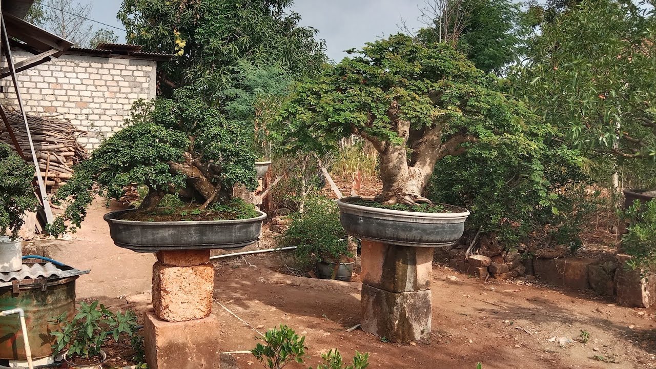 Bonsai mewah karya pendongkel Tuban usia puluhan tahun.