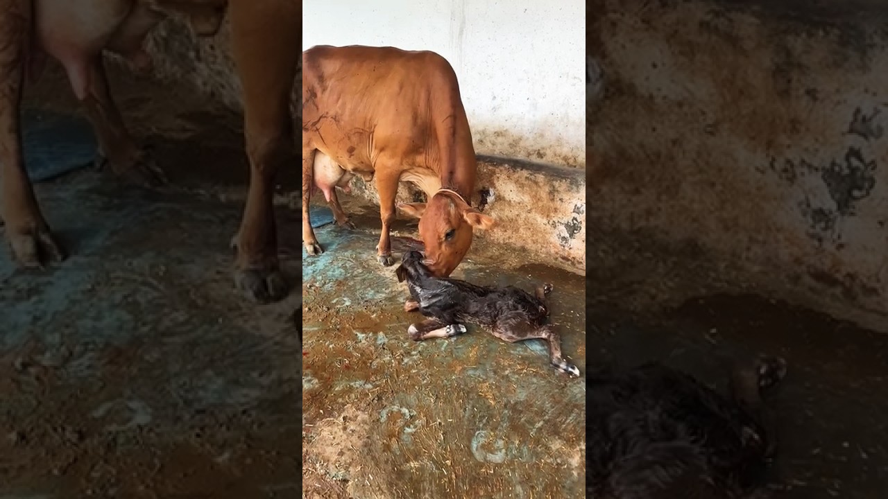 Top Sahiwal Cross Cow in Punjab & Haryana। sahiwal cross cow for sale।All Over India।&bull;&deg;&bull;7976553661