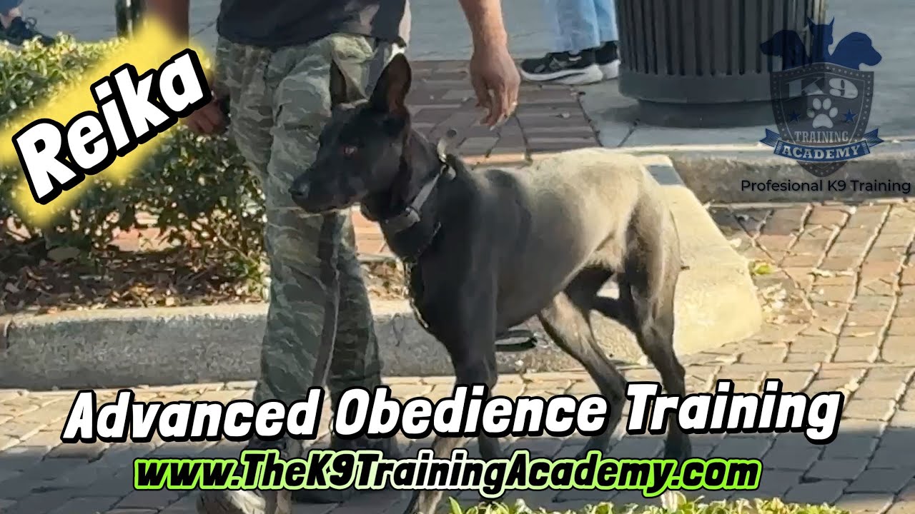 The Rare Black Malinois K9 Training in Winter Garden Florida 
