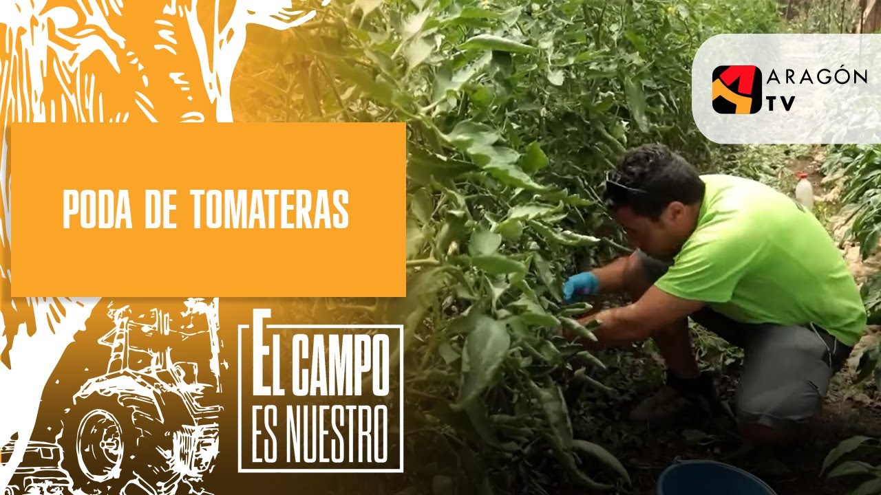 Poda de tomateras