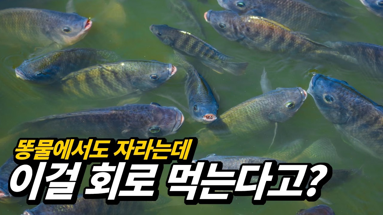 예전에 없었는데 어느새 우리식탁을 점령한 외래종 수산물 TOP6