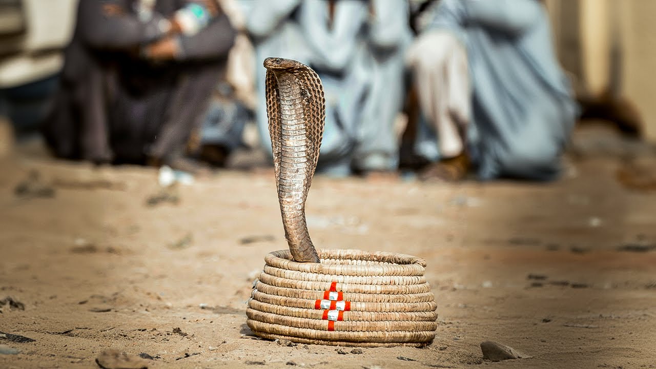 The Snake That Kills 50.000 People a Year in India | Our World