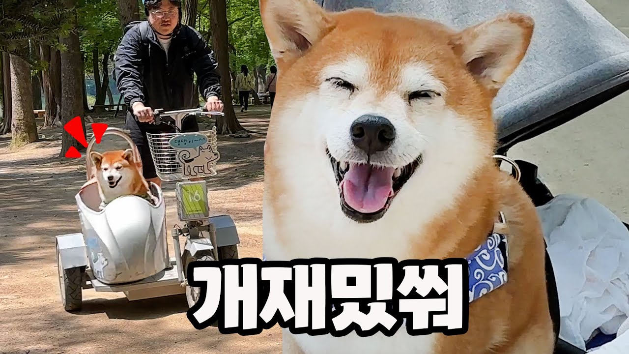 강아지가 진심으로 행복할때 짓는 표정 ㅋㅋㅋ (대동개지도 춘천편)