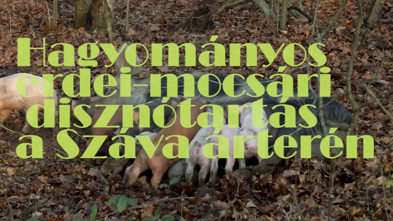 Hagyományos erdei disznótartás a Száva árterén