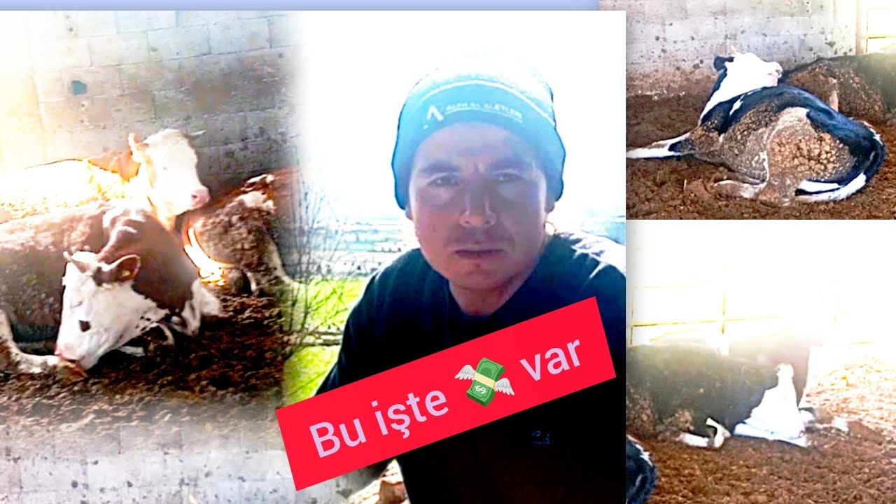 HAYVANCILIK TA PARA VAR KİMSEYİ YANILTMAYALIM KÂRDAN ZARAR ETTİM