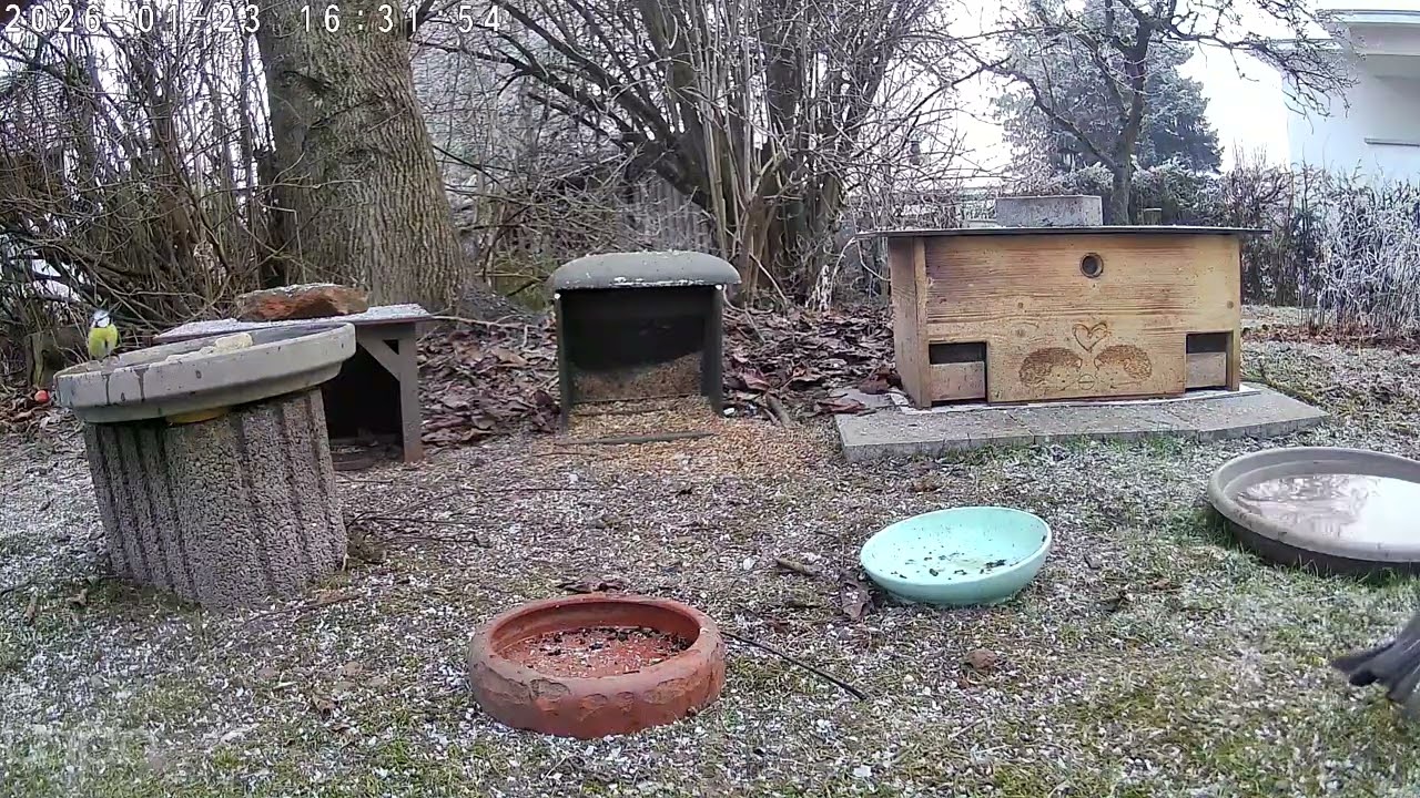 Badespaß trotz Kälte bei Amsel (rechts) und Blaumeise (links)