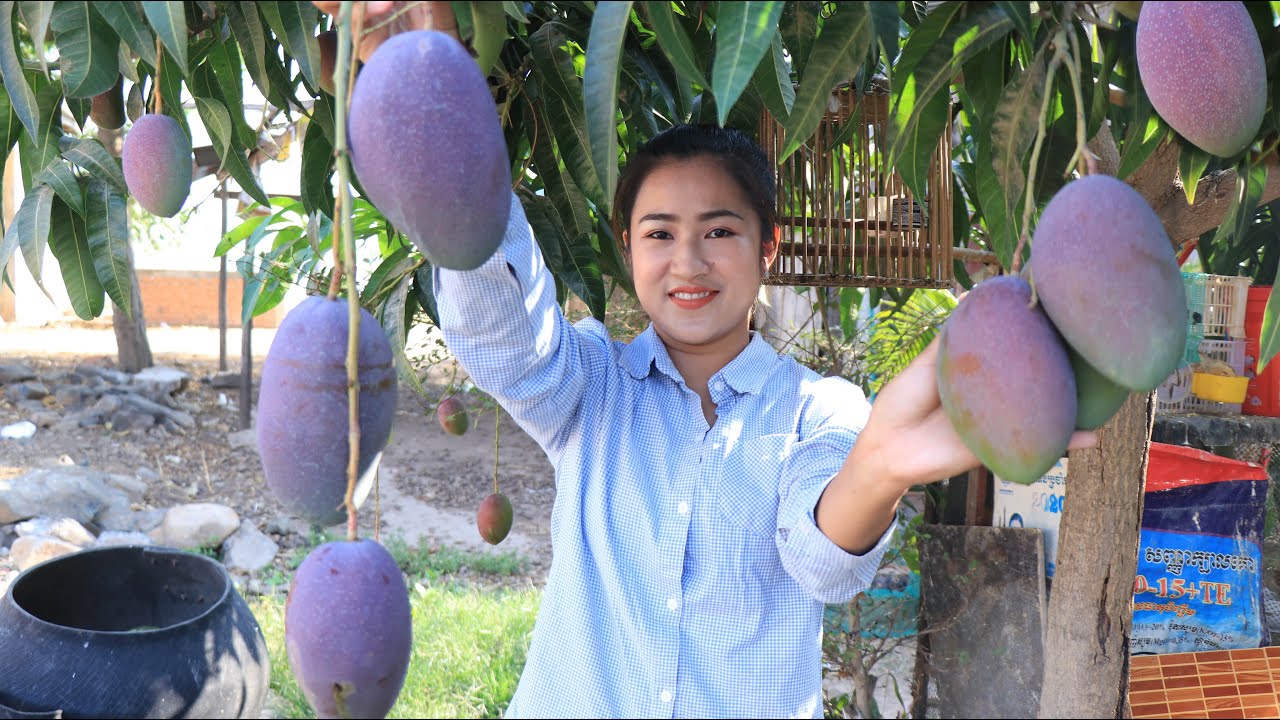 Pick purple mango, cucumber, long beans and cabbage for my recipe / Prahok ktiss recipe