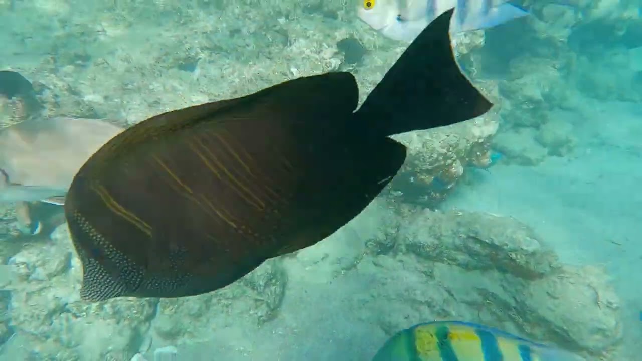 Hotel Barcelo Tiran Sharm home reef snorkeling 2