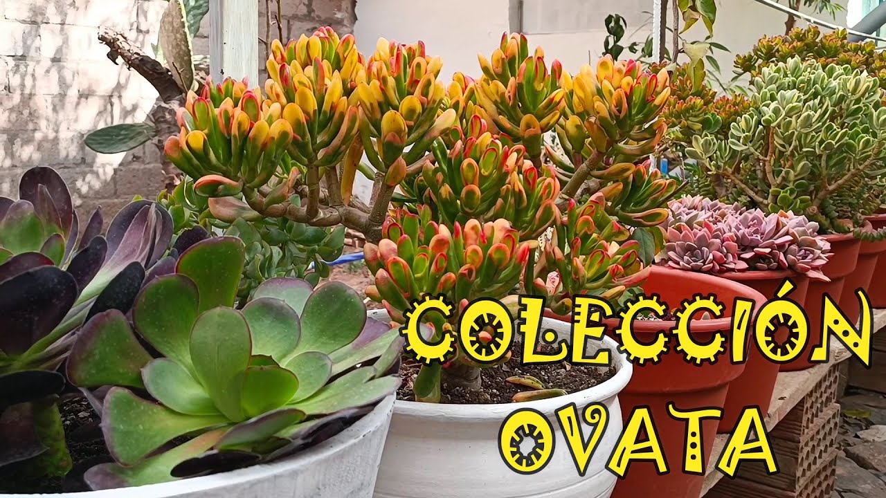 Mi colección de CRASSULAS OVATAS #jade #arbolsuculento