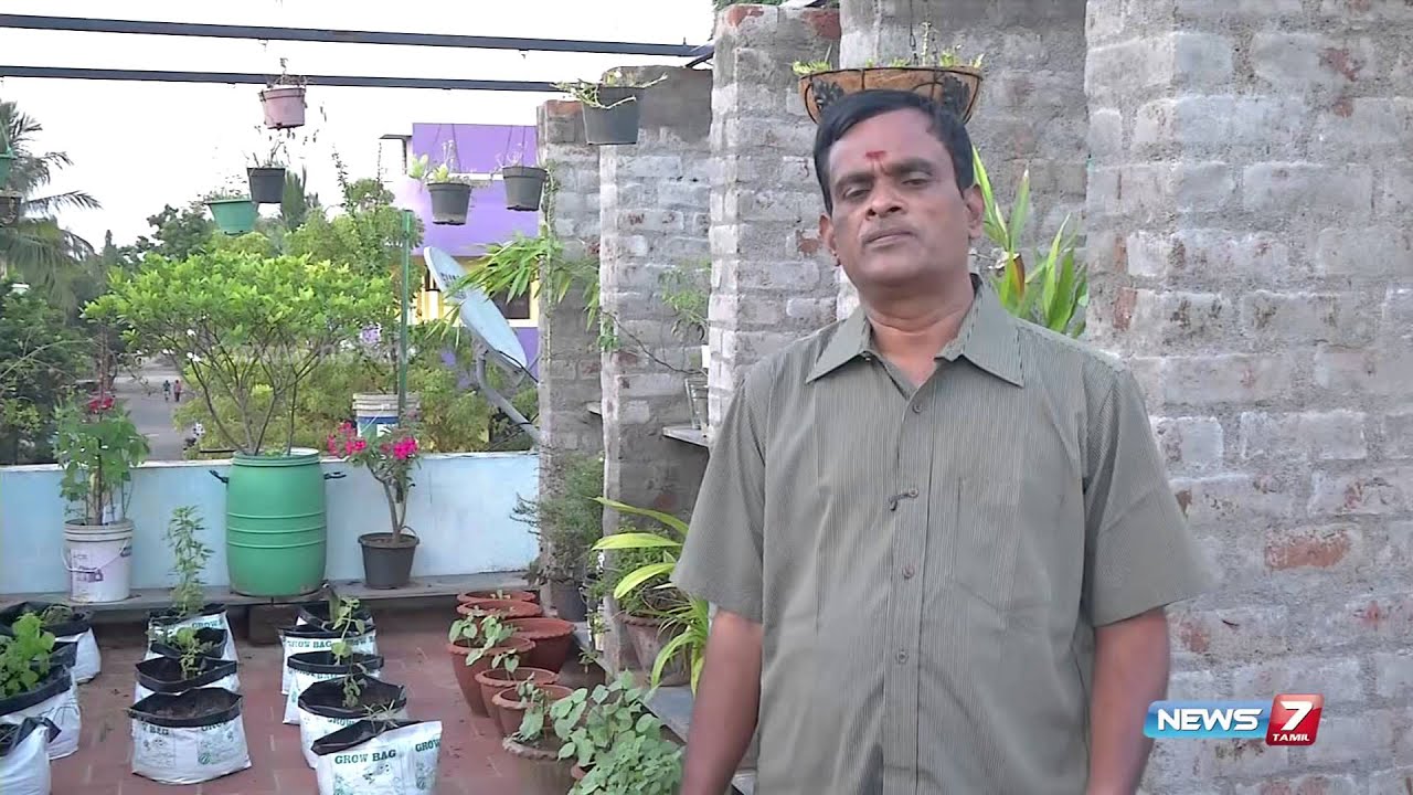 How to grow Thuthi herbal plant @ your garden & its medicinal uses | Poovali | News7 Tamil