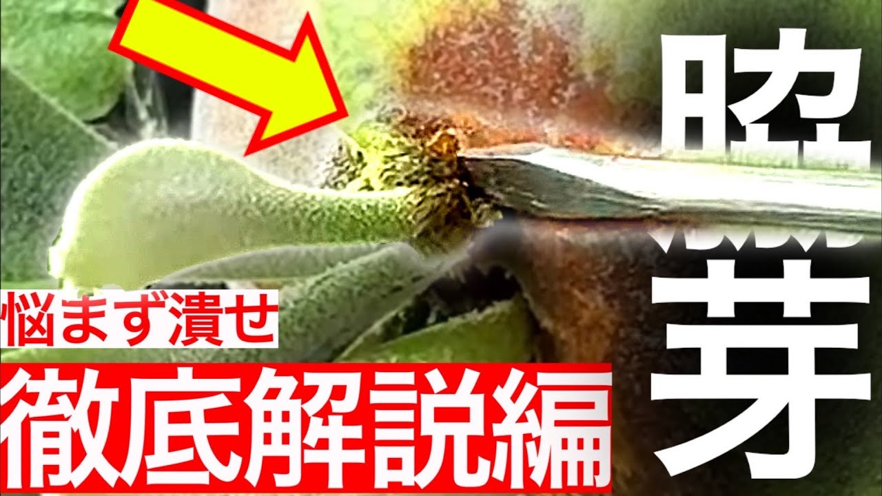 【超重要】「脇芽」の「危険性」と見分け方を解説します。【ビカクシダ・コウモリラン】