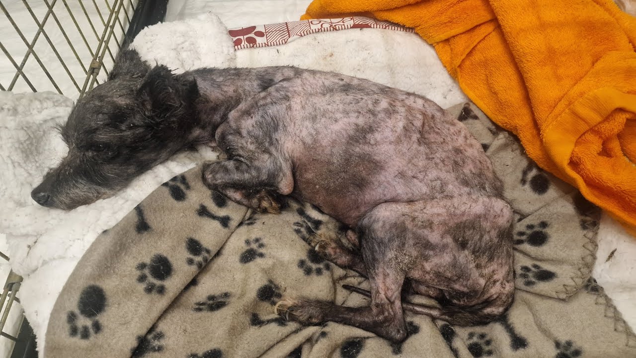 Part 2 . Tiny elderly dog was dying helpless...