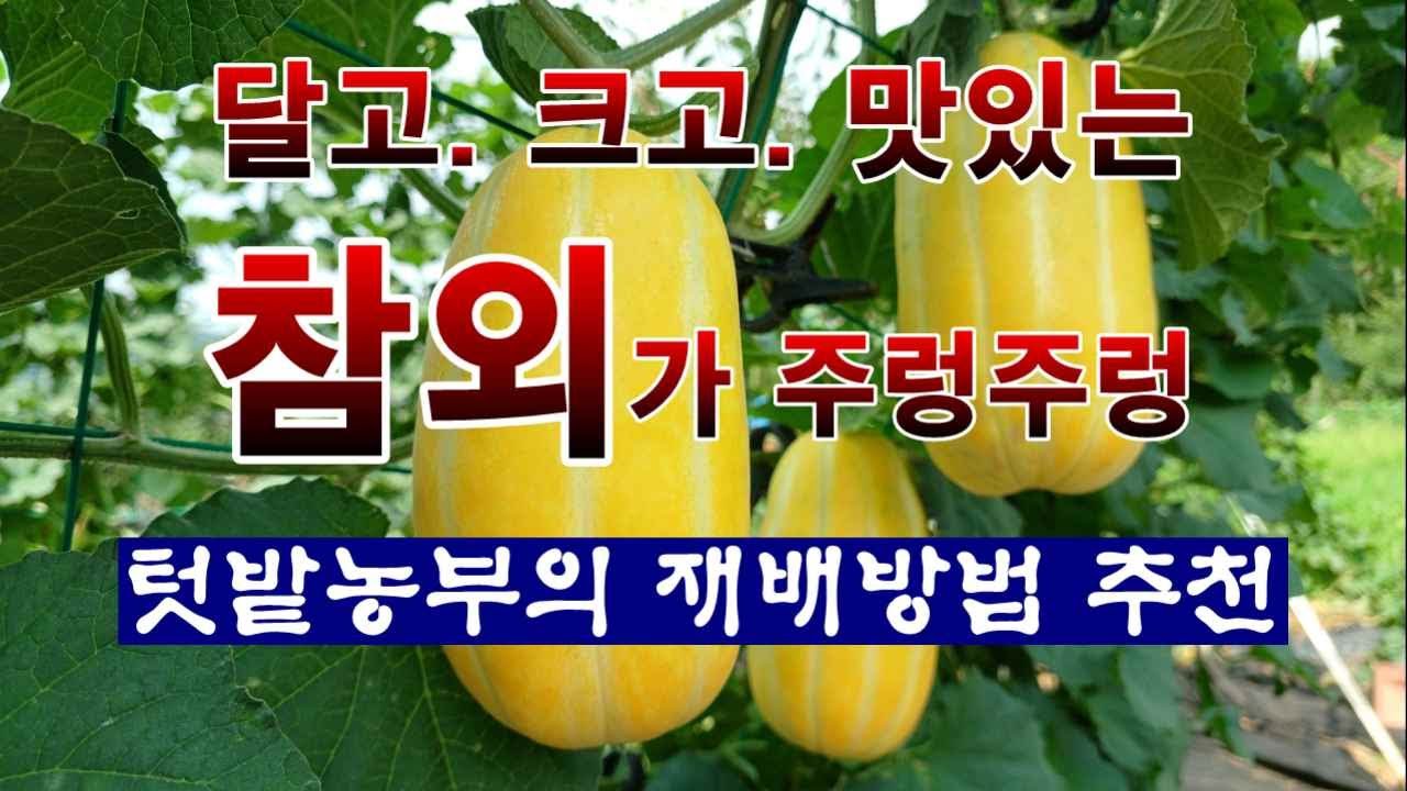 [텃밭농부 2,011]  참외를 크고, 달고, 맛있고, 많이 열리도록 하는 재배방법. #참외재배