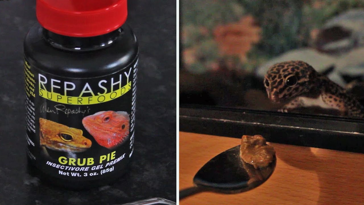 Repashy Grub Pie Review!