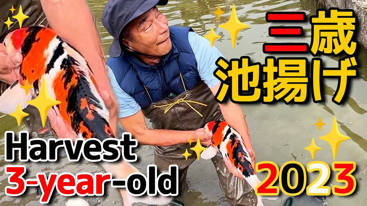 【錦鯉】3歳池上げ 2023 Harvest of 3-year-old 2023【koi】