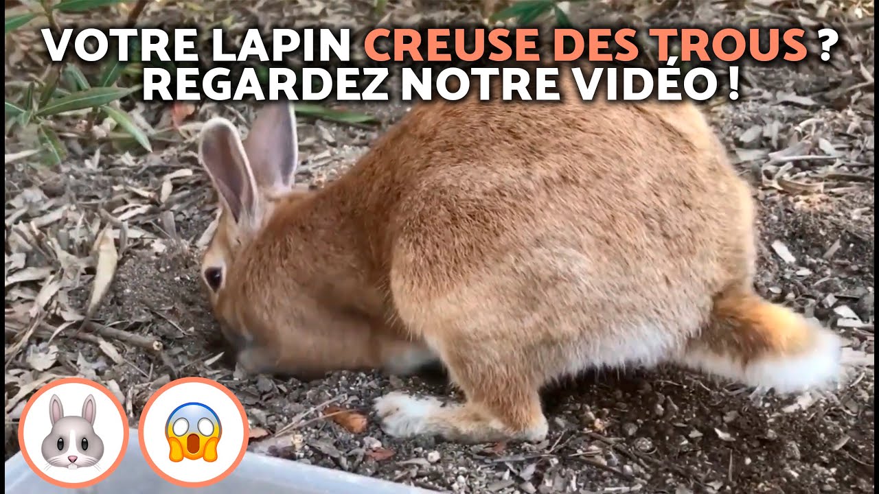 Pourquoi mon LAPIN CREUSE un TERRIER ? 🐰😱 (7 raisons !)