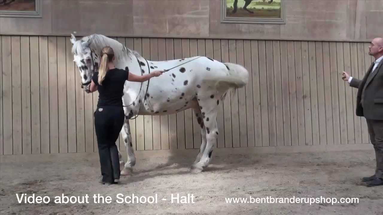 Bent Branderup Videoshop - Halt and School-Halt