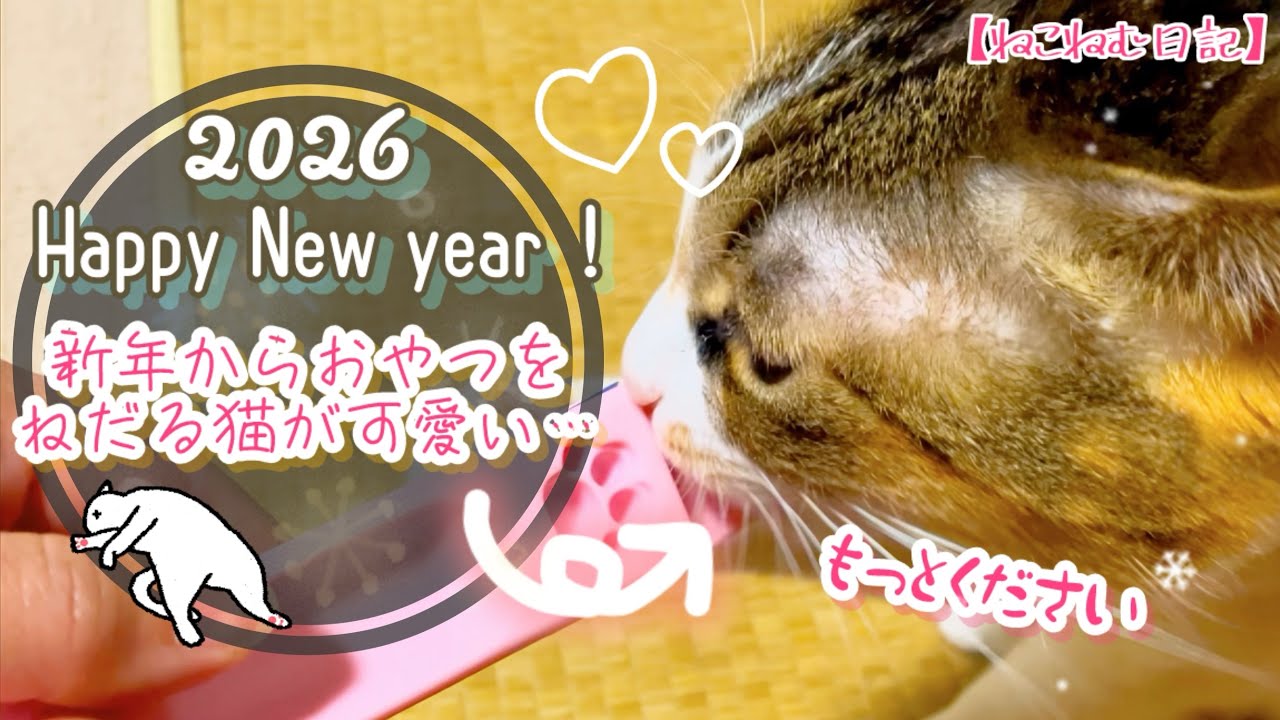 【2026年始】新年から大好きなおやつを！早く食べたくてたまらない我が家の猫がこちらです笑