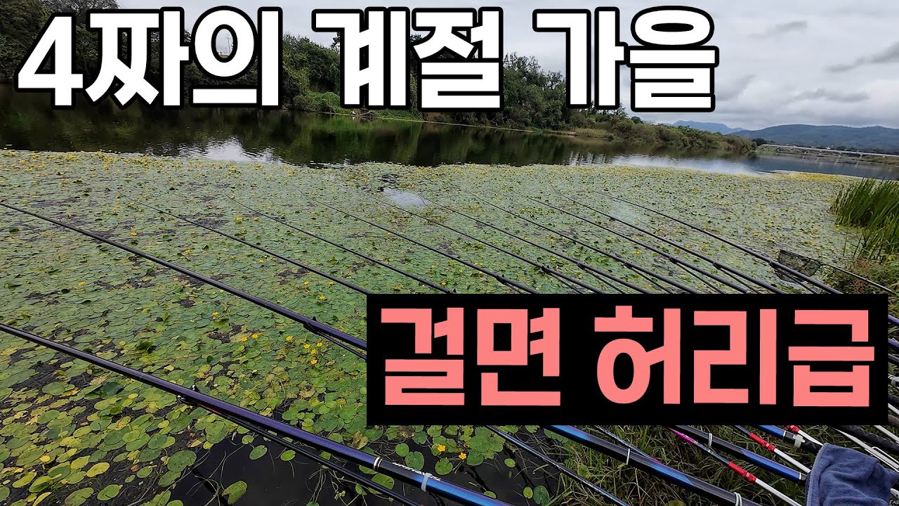 걸면 허리급 4짜의 계절 가을 붕어 붕어낚시