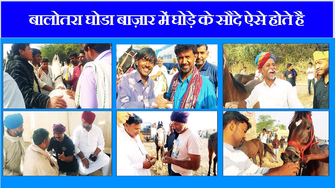 Balotra Horse Market 2026 🔥 असली Deals, असली सच्चाई | Marwari Horses Reality