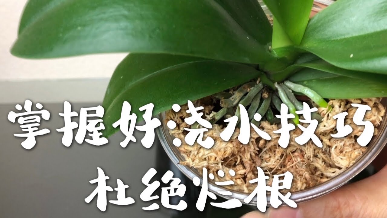 兰花-掌握好浇水技巧，杜绝烂根 How I watering my orchids