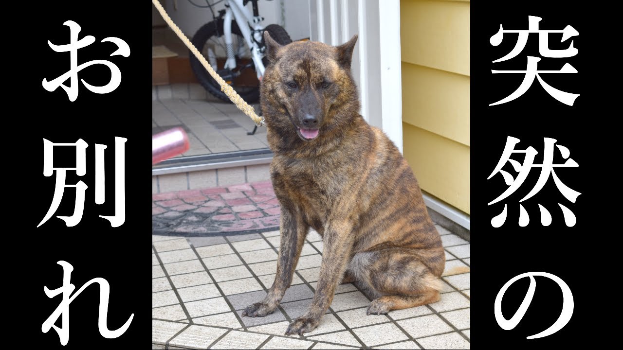 【ご報告】甲斐犬ハルヱの母犬さくらちゃんが…突然の訃報でした　#甲斐犬 #柴犬　#dog