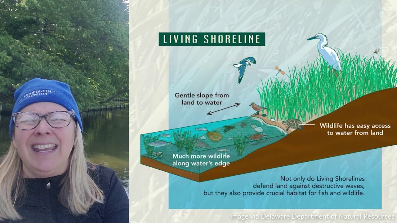Living Shorelines