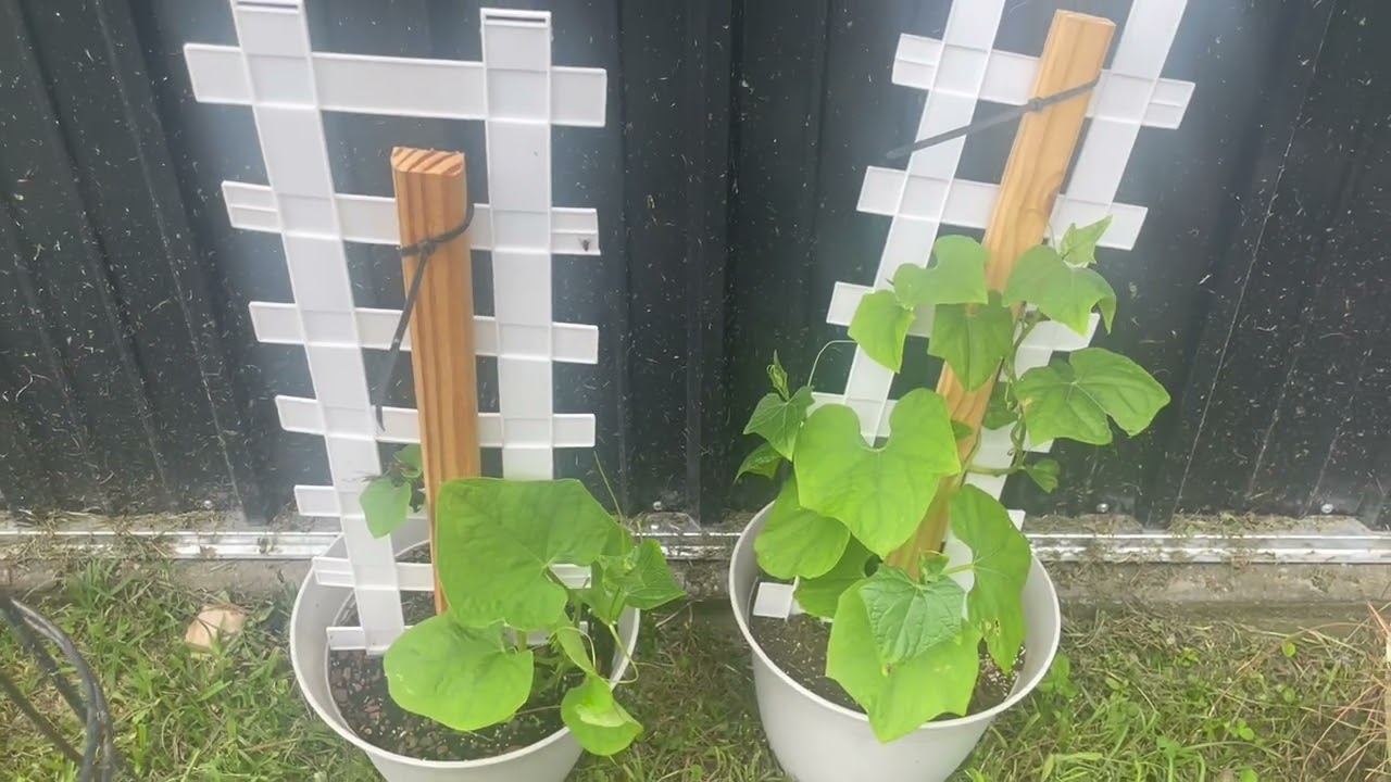 Mirlitons are resilient! #mirlitons #cajunsquash