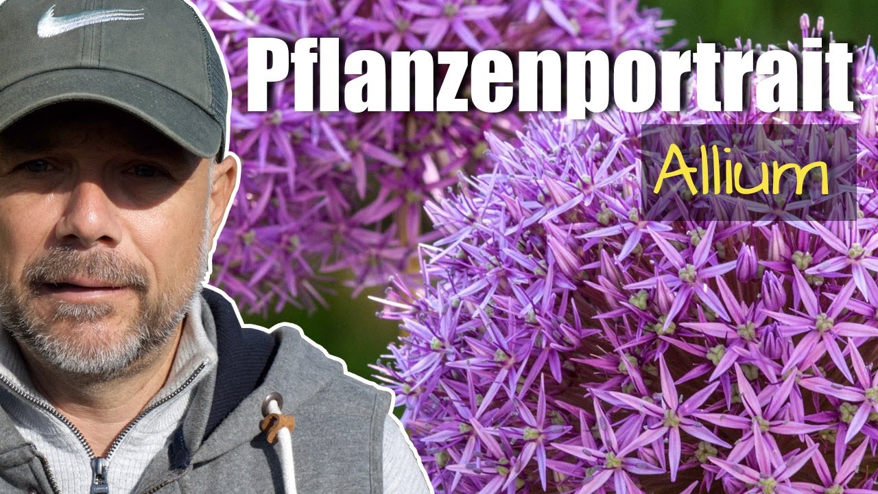 Pflanzenportrait - Allium