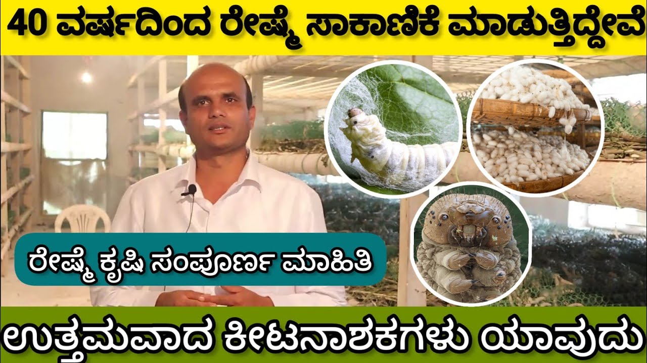 Sericulture in kannada 🐛|| Digital kannadiga| ಪ್ರತಿ ತಿಂಗಳಿಗೆ 1ಲಕ್ಷ ಆದಾಯ 