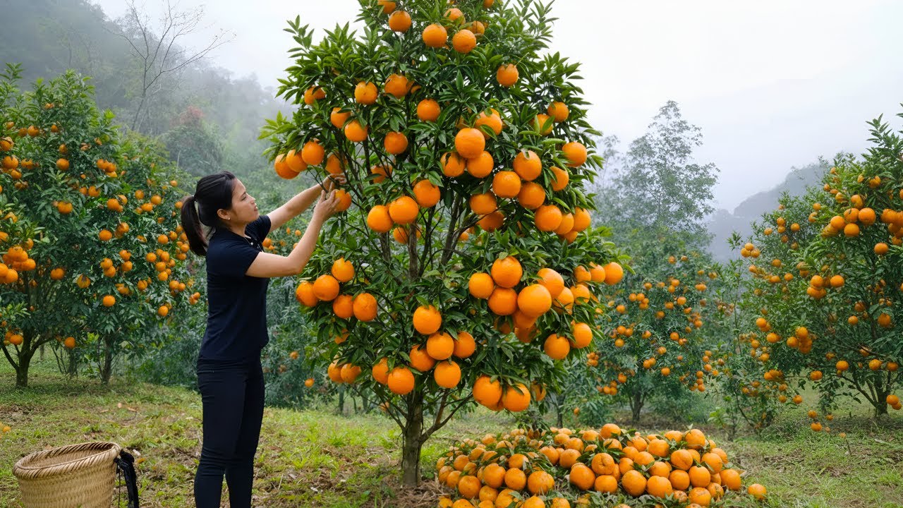 Rescuing and caring for an abandoned baby girl - Gardening together and harvesting oranges to sell