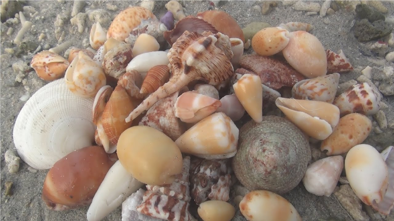 The delicate clam shells were found on the beach