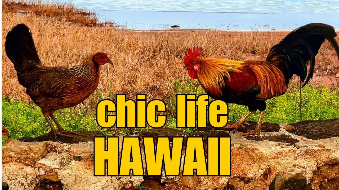 WHY DOES HAWAII HAVE SO MANY WILD CHICKENS????