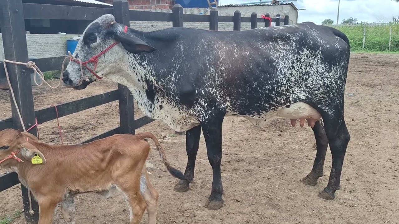 OFERTA DE DUAS VACAS GIROLANDA COM MAIS DE 25 KL.LOC.CARUARU-PE.PREÇO.17 mil AS DUAS.WHT81999166314