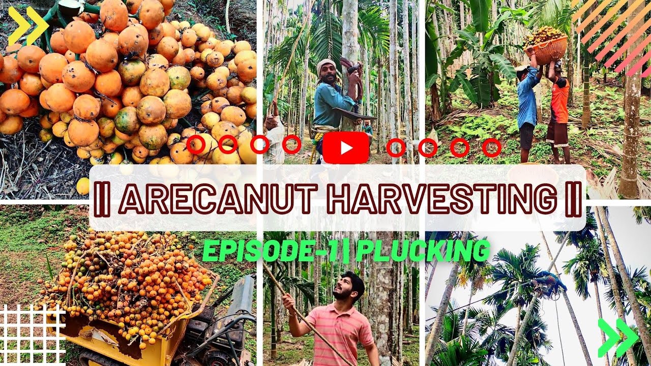 Arecanut Harvesting ಅಡಿಕೆ Episode-1 | Plucking One Man[Kundan Balse] In Kannada  (English Subtitles)