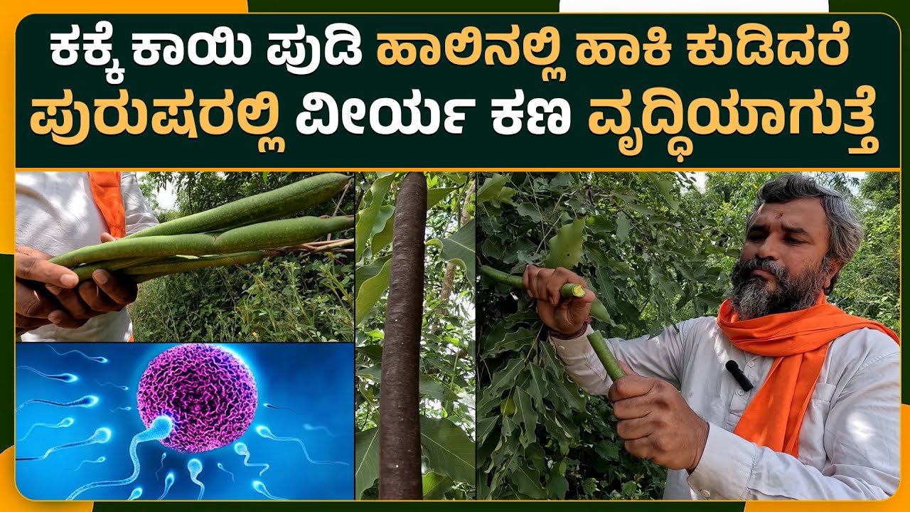 ಕಕ್ಕೆ ಕಾಯಿ ಪುಡಿ ಹಾಲಿನಲ್ಲಿ ಹಾಕಿ ಕುಡಿದರೆ ಪುರುಷರಲ್ಲಿ ವೀರ್ಯ ಕಣ ವೃದ್ಧಿಯಾಗುತ್ತೆ.!