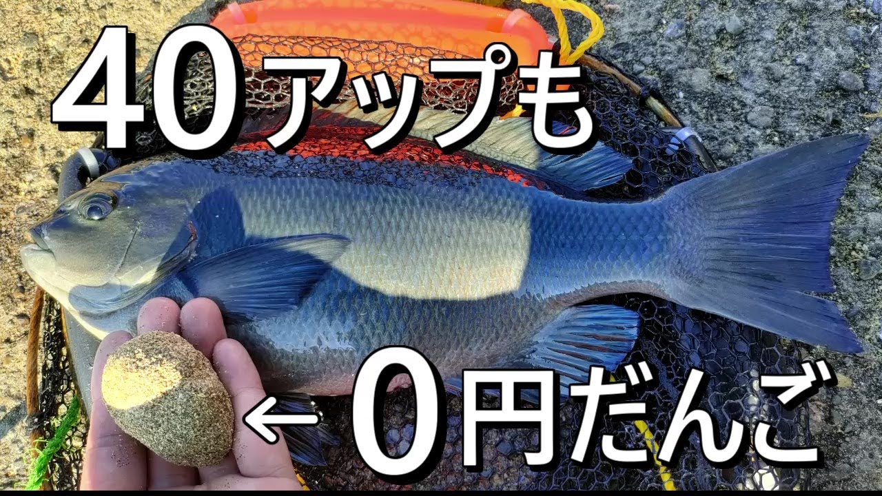 堤防グレ釣り０円だんごで釣る良型グレ