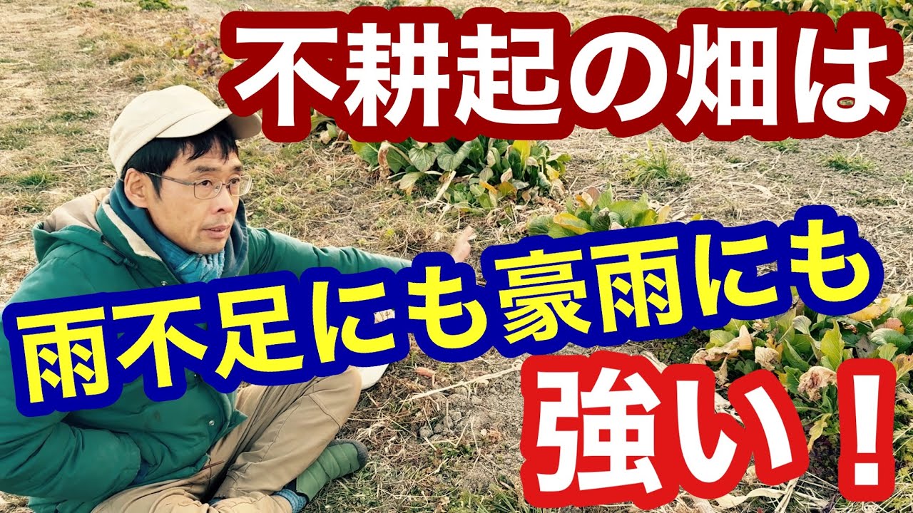 雨不足に備えるなら不耕起栽培。乾燥にも多雨にも強い特徴についてニンジン掘りながら解説《自然栽培/無農薬/無施肥》