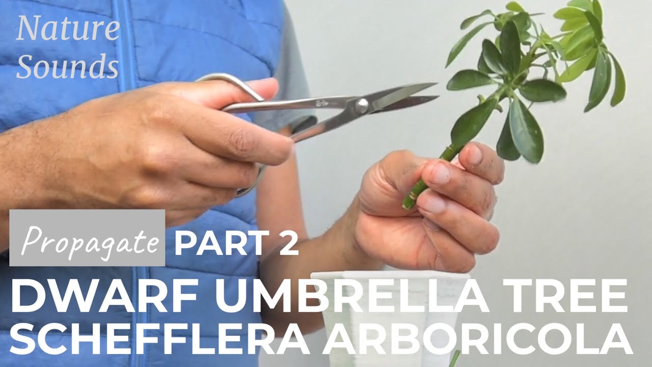 Dwarf Umbrella Tree, Schefflera Arboricola, Propagating Cutting, Part 2, Feb2022